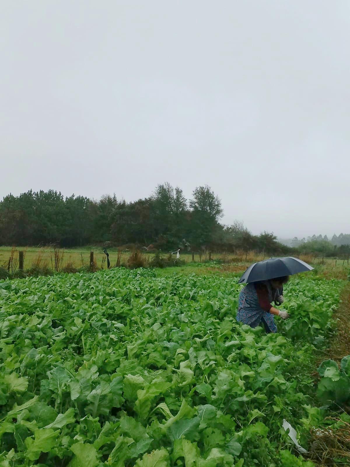 Polo Pilar, os nabos na terra e o viño a envasar
