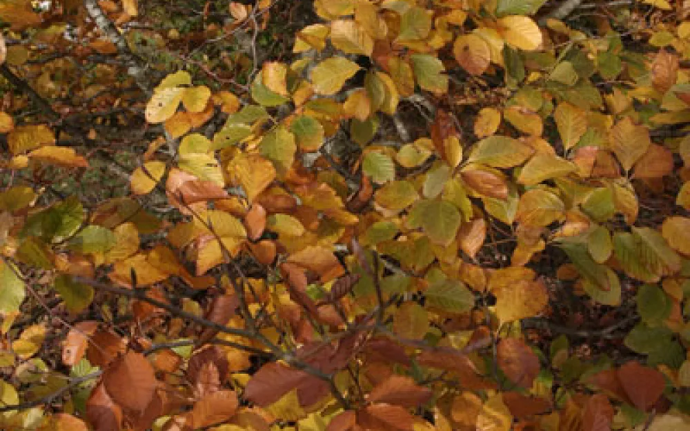 Concello Negreira 
